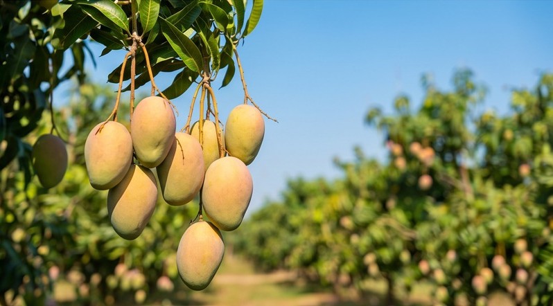 Mango Trees